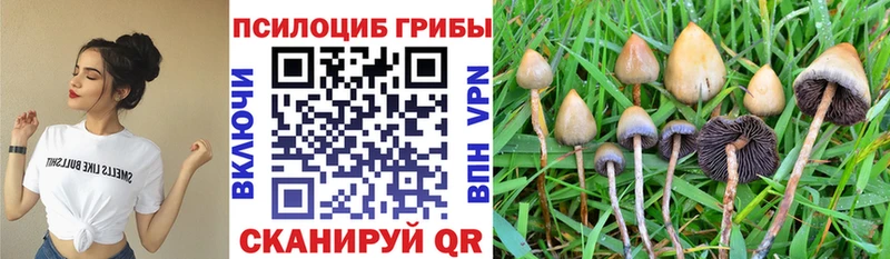 даркнет какой сайт Касимов Псилоцибиновые грибы прущие грибы